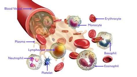 blood & water gomovies|blood anatomy.